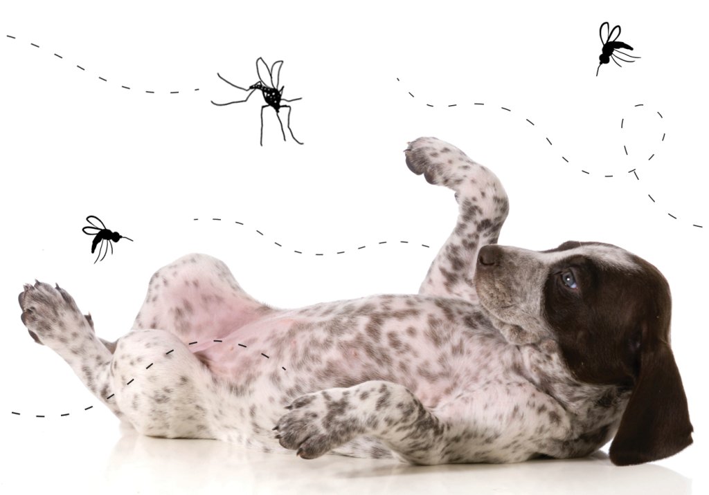 O aedes aegypti também ameaça os cachorros
