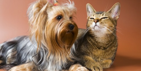 Doenças renais em cães e gatos - os sintomas e o tratamento Doenças renais em cães e gatos - os sintomas e o tratamento