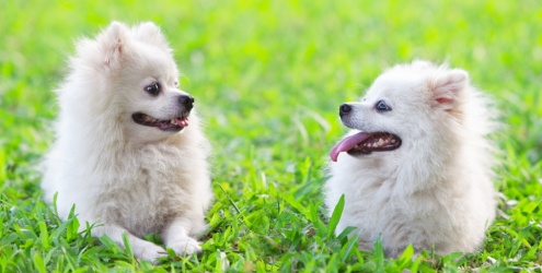 Cães também sentem inveja e ciúmes