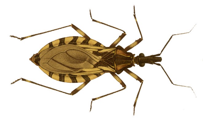 Tudo o que você sabia sobre a doença de Chagas está errado
