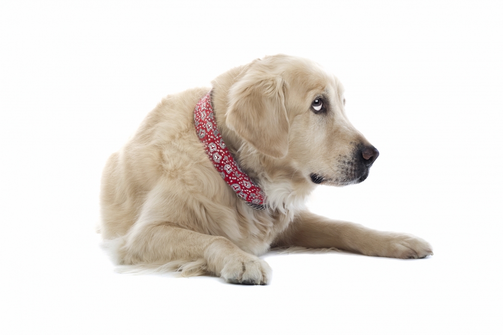 O lar ideal para o cão idoso