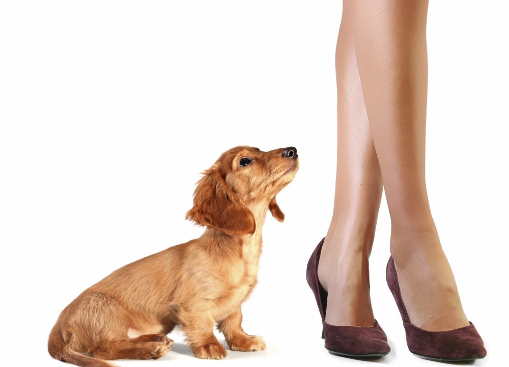 cachorro que sobe na perna da visita