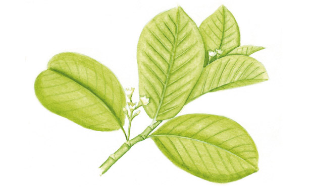 Cáscara-sagrada Cáscara-sagrada