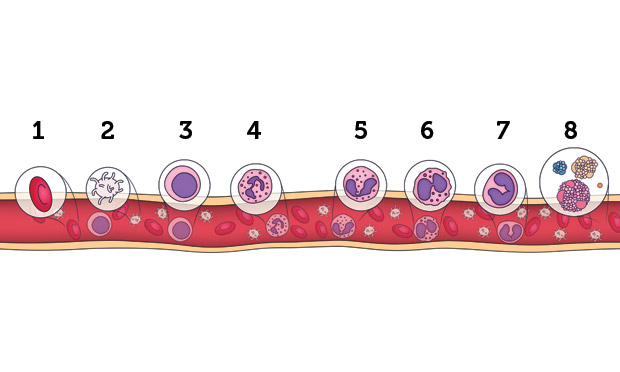 4. Hemograma