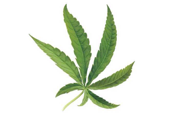 maconha
