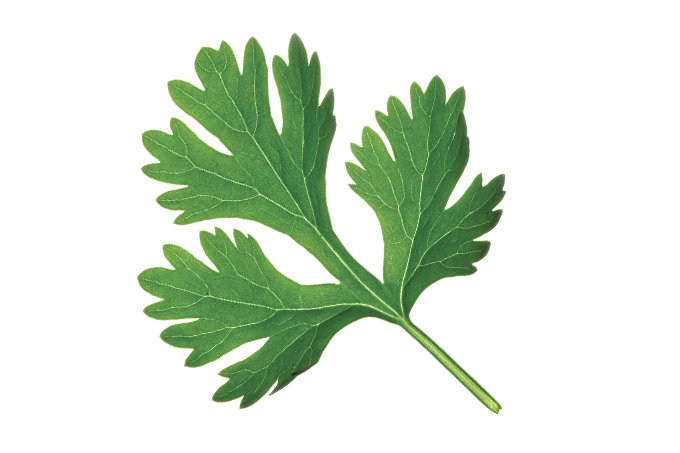 Como usar o coentro em nome da saúde