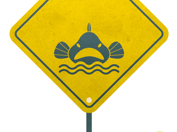 Você sabe como evitar acidentes com animais aquáticos?