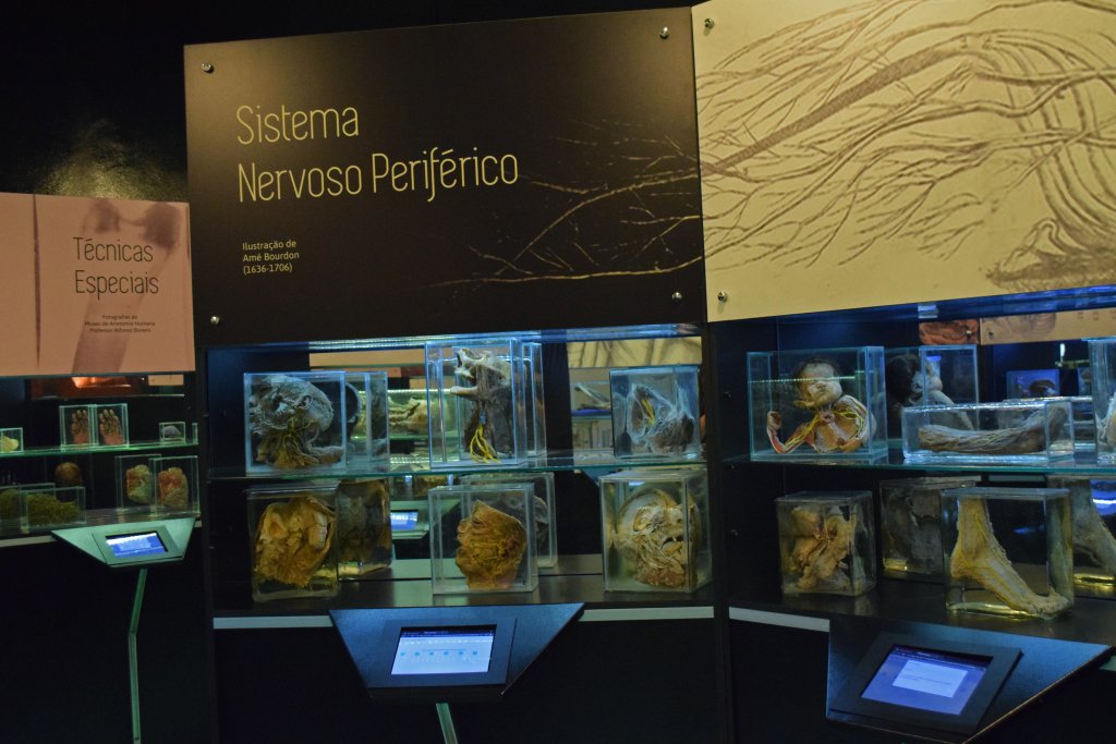 São Paulo ganha museu dedicado à anatomia humana