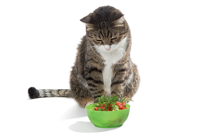 caes-e-gatos-vegetarianos