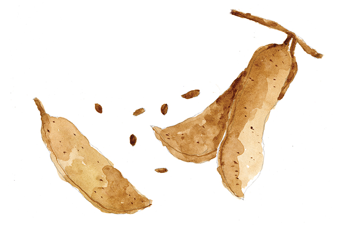 Jucá, um fruto amazônico contra a leishmaniose