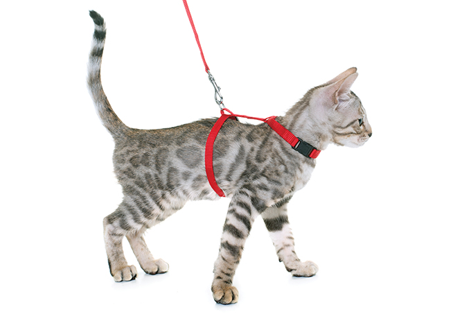 Passear com gatos: sim ou não?