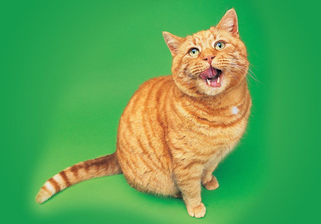 A química por trás do comportamento dos gatos