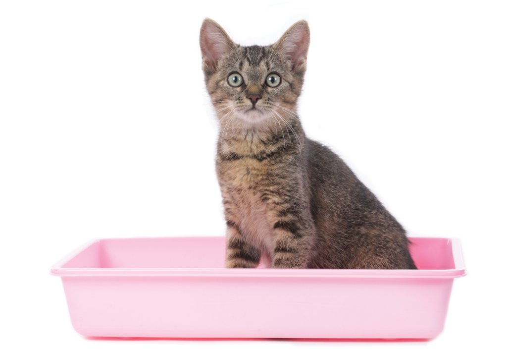 Filhotes de gato: aprenda a cuidar deles de um jeito diferente