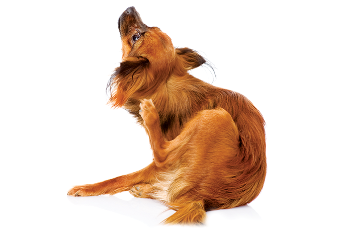 Leishmaniose está se tornando um problema urbano