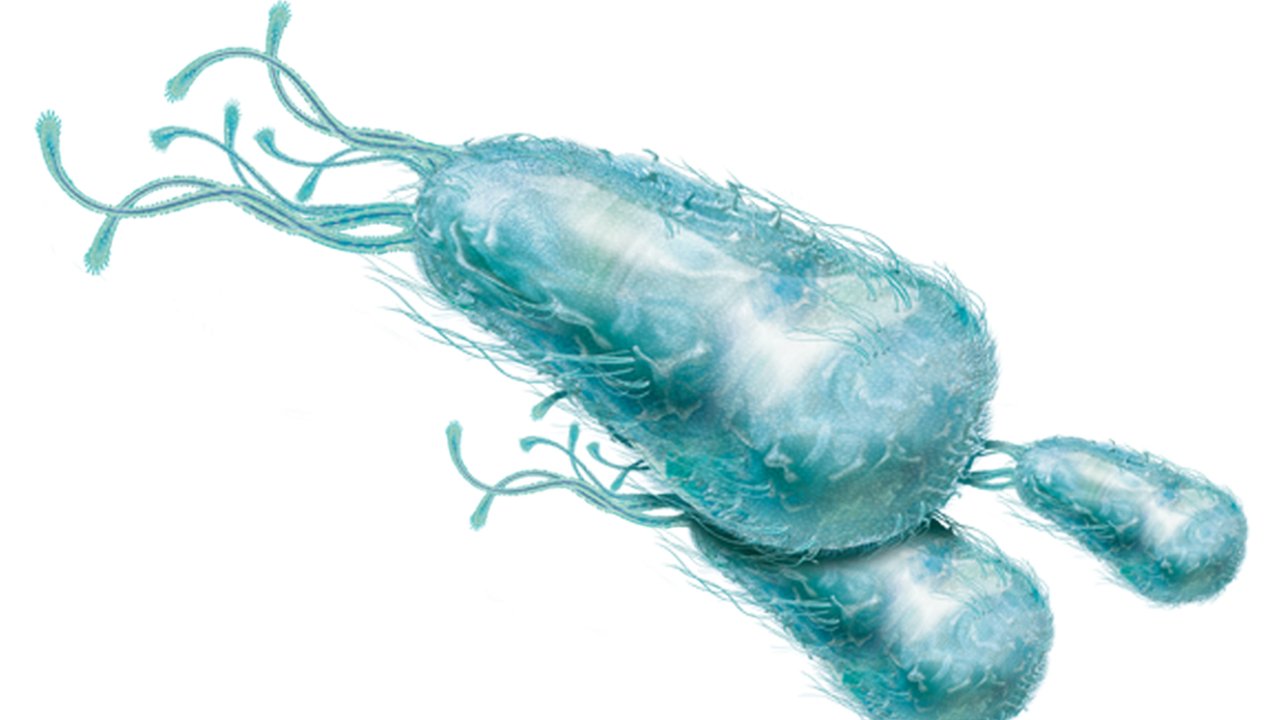surto-de-meningite-meningococica-2019