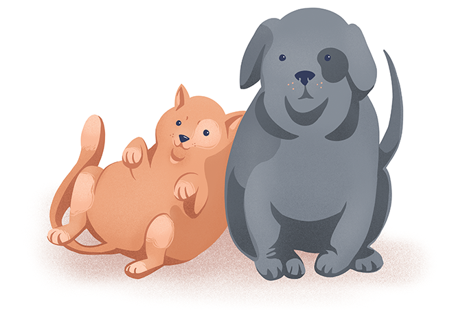 Como combater a obesidade de cães e gatos