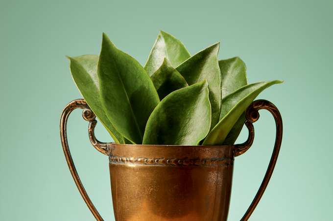 Ora-pro-nóbis: o que é, quais os benefícios e como consumir