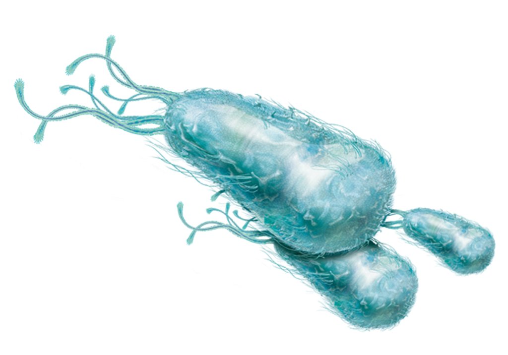 Meningite: como diagnosticar, tratar e, acima de tudo, prevenir
