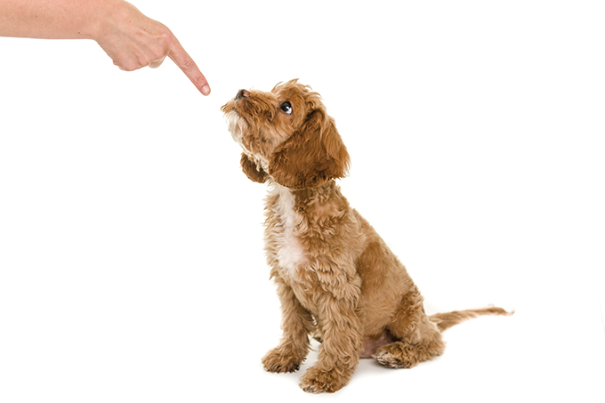 Como educar o pet sem traumatizá-lo