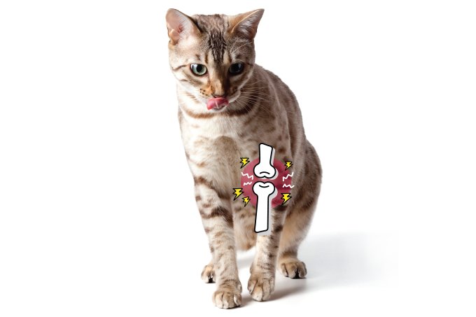 Novo teste facilita a detecção da artrose em gatos