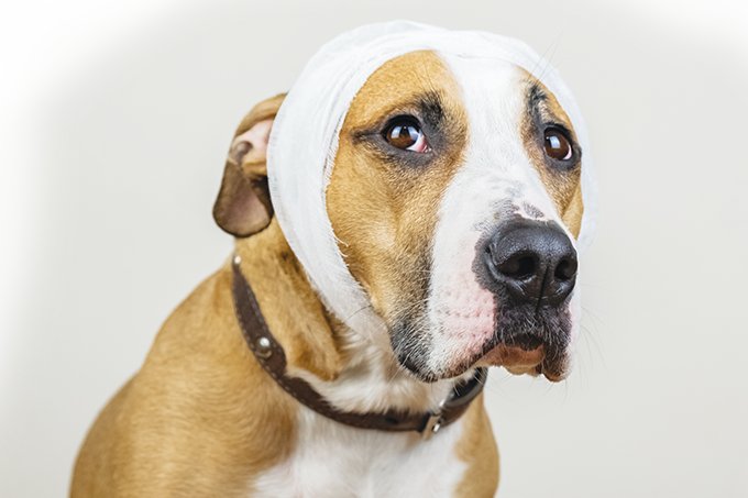 Crimes contra animais aumentam na quarentena