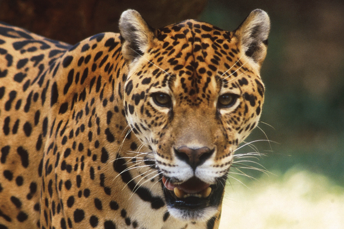 coronavírus felinos selvagens