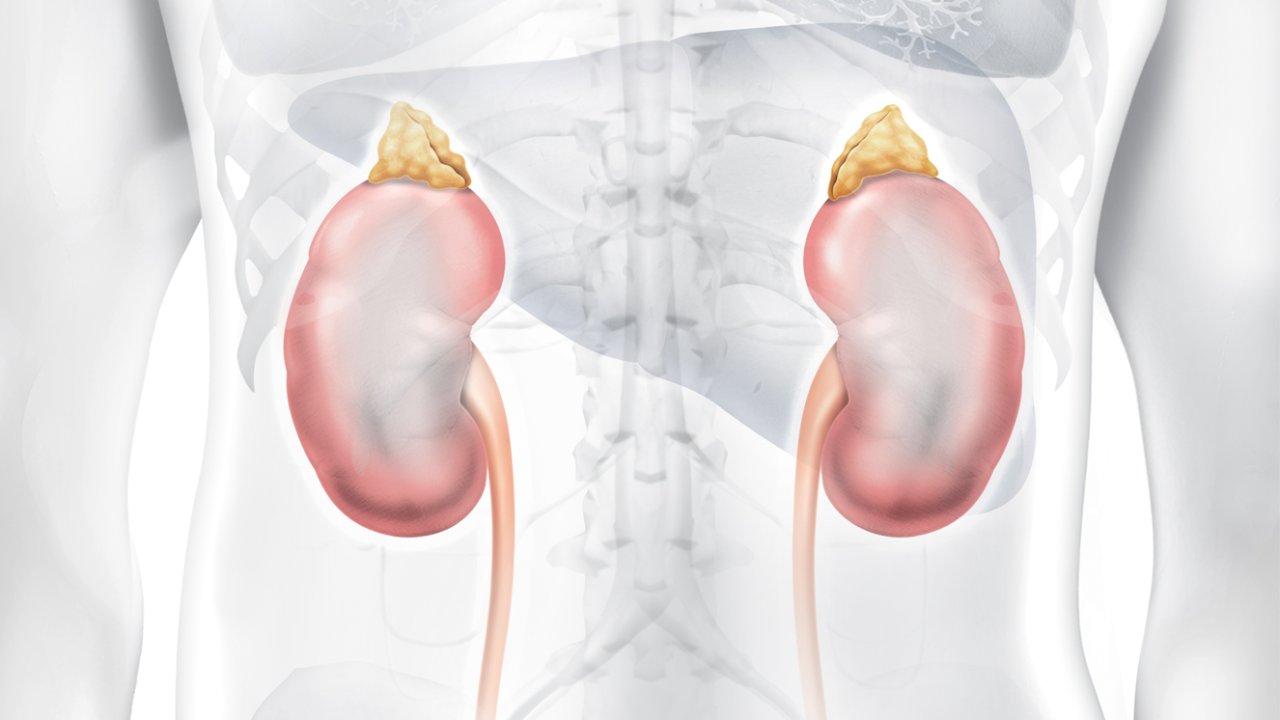 tratamento para doença renal