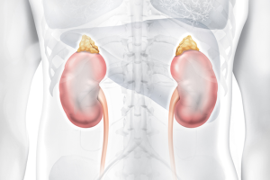 Rins, órgãos afetados pela doença renal crônica