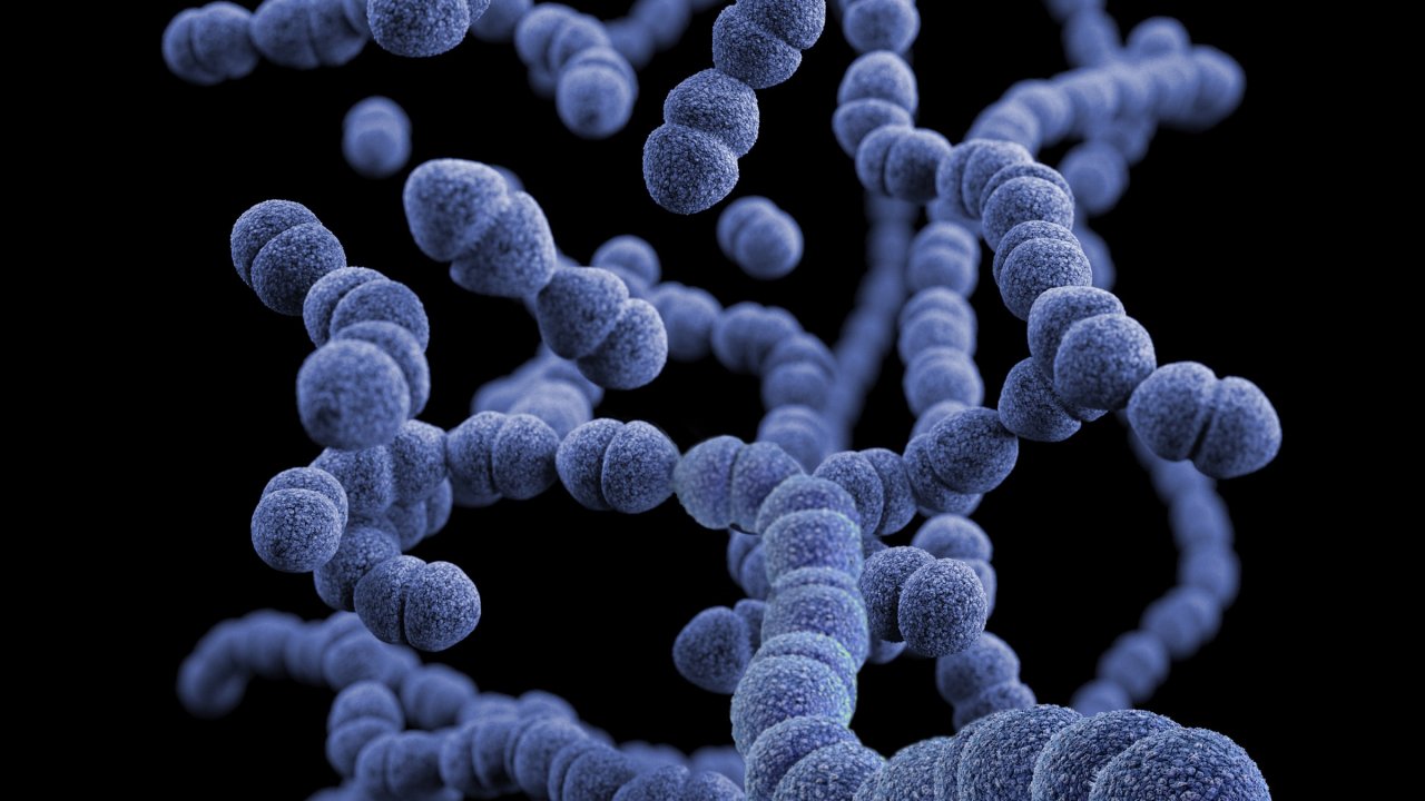 Foto de Candida auris, super fungo resistente a remédios