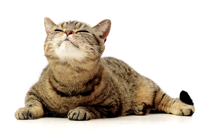 Quer se conectar com seu gato? Pisque para ele