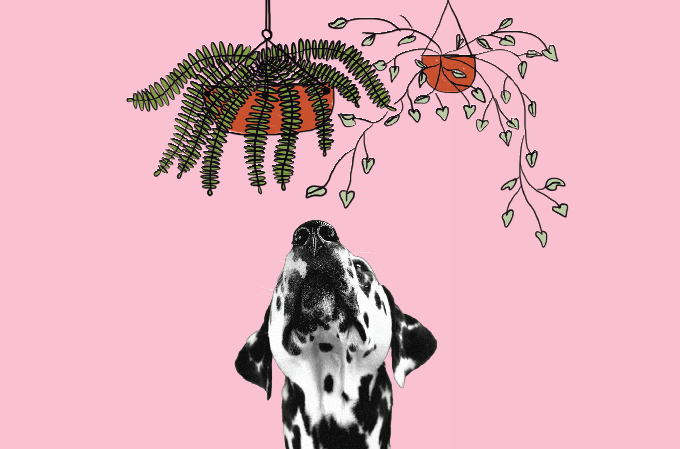 Pets não se dão bem com todas as plantas