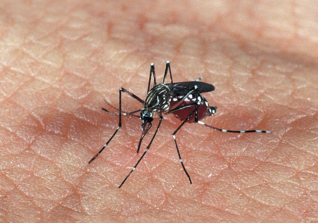 Estudo refuta suspeita de que dengue eleva risco de microcefalia por zika