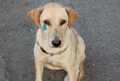 quero adotar um cachorro