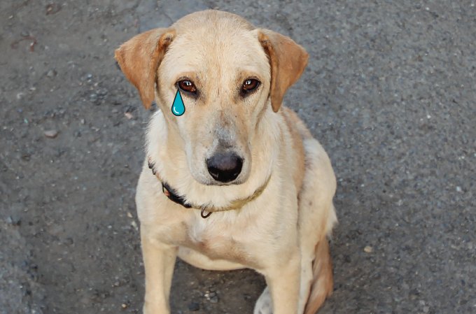 Adoção de animais aumenta na pandemia, mas abandono também