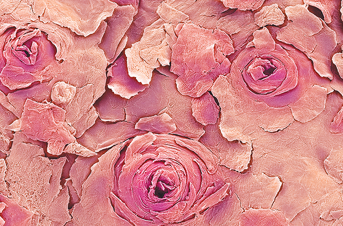 Zoom: da rosa ao beijo