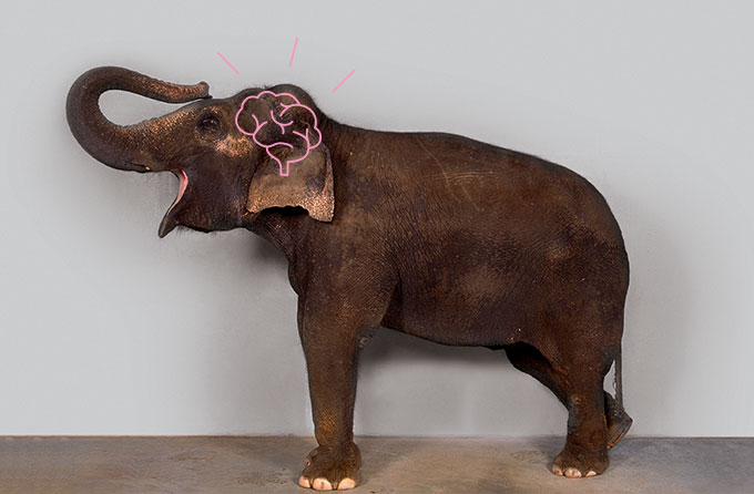 Livro examina a surpreendente cognição animal