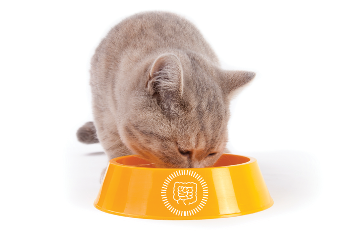 Ração contra problemas digestivos