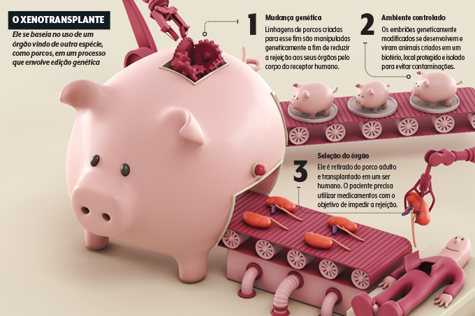 Infográfico de como é feito um xenotransplante