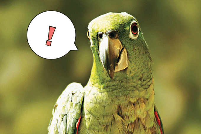 Gênios de bico, penas e asas: aves são mais inteligentes do que se imagina