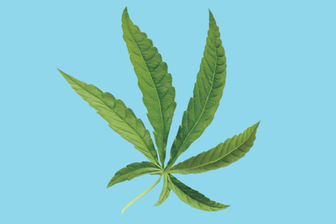 Conexão: você faria um tratamento à base de cannabis medicinal?