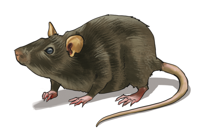 rato ilustração de rato