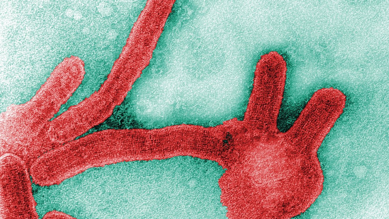 virus marburg