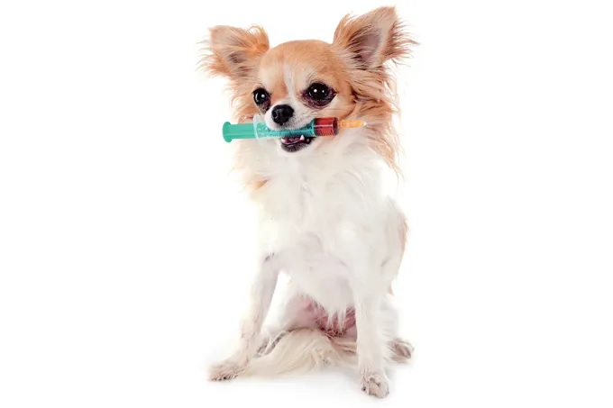 Dia Mundial Contra a Raiva: o que você precisa saber sobre a doença mortal