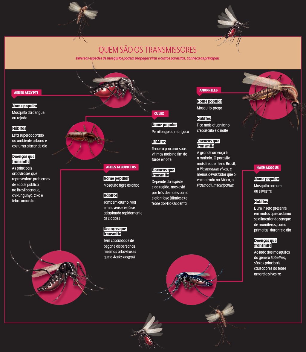 497-materia-mosquitos-quadro-transmissores 497-materia-mosquitos-quadro-transmissores