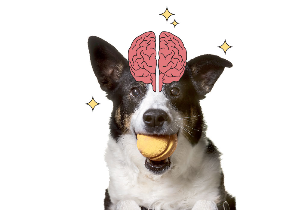 cachorro-alzheimer