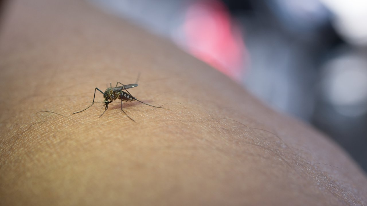 febre-do-oropouche-alerta-ministerio-da-saude-o-que-e-como-tratar