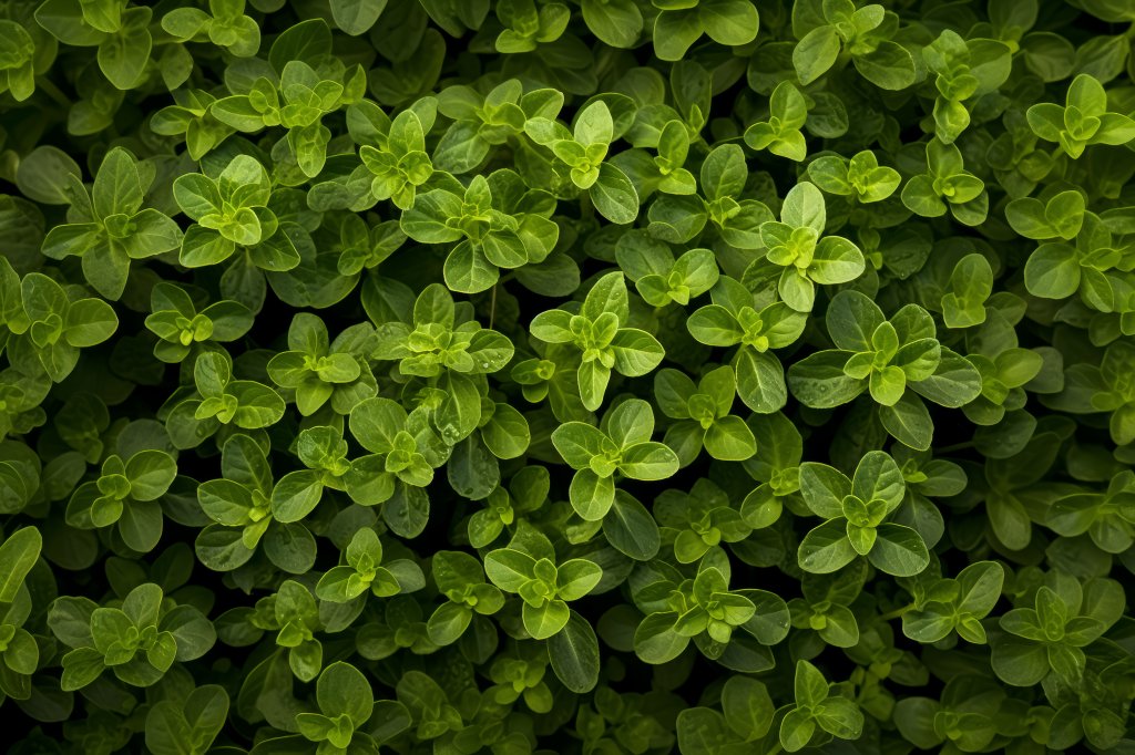 cha-de-oregano-como-fazer-quais-os-beneficios-cuidados