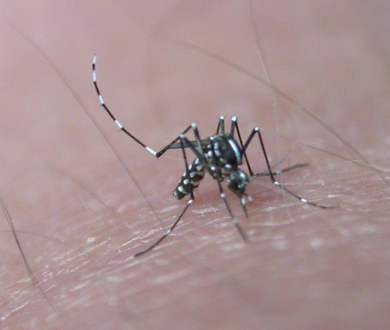 Com mudanças climáticas, dengue avança na Europa