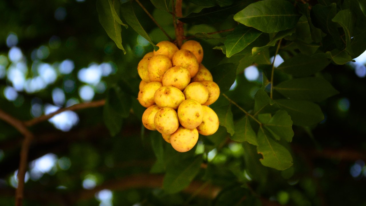 pitomba-o-que-e-quais-os-beneficios-fruta-brasileira