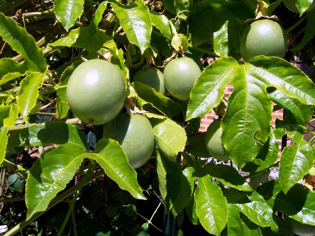folha-de-maracuja-cha folha-de-maracuja-cha